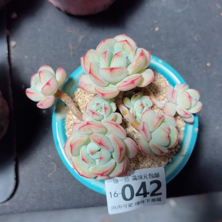 白底香草无盆土发货多肉多