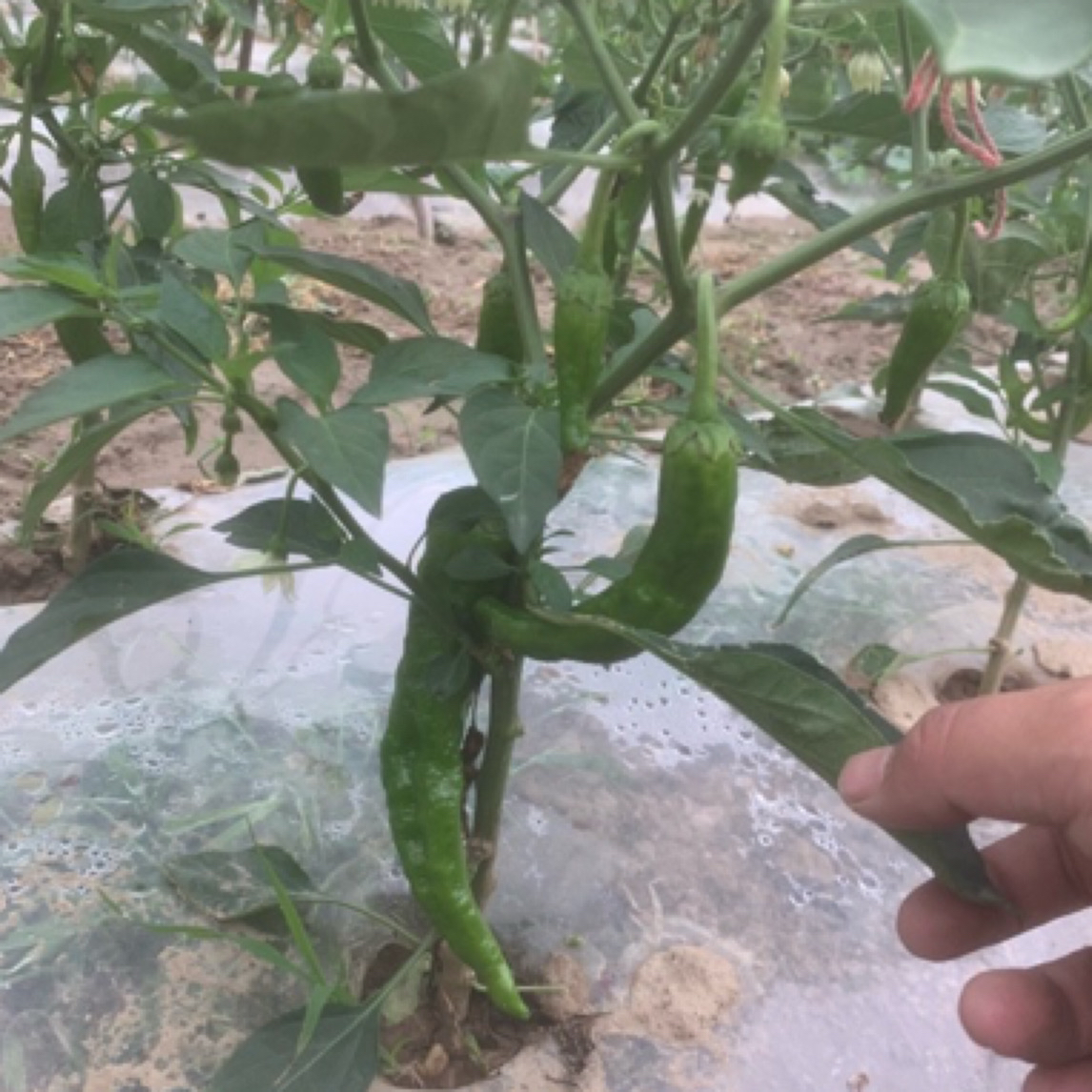 邹皮土辣椒襄阳本地农户薄皮、中辣