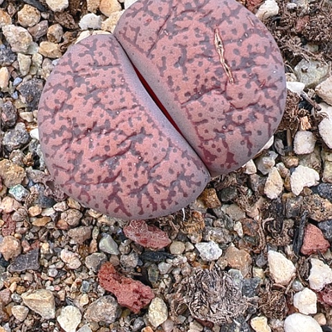 【闪购商品】20054