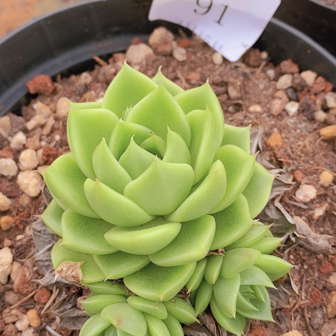 【闪购商品】云91号不知名