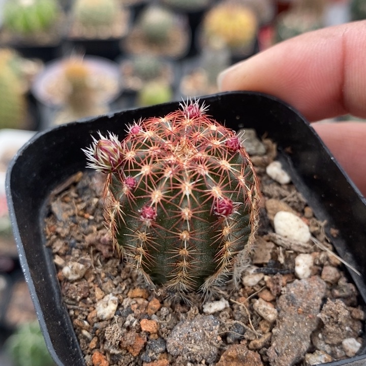 【闪购商品】青花虾