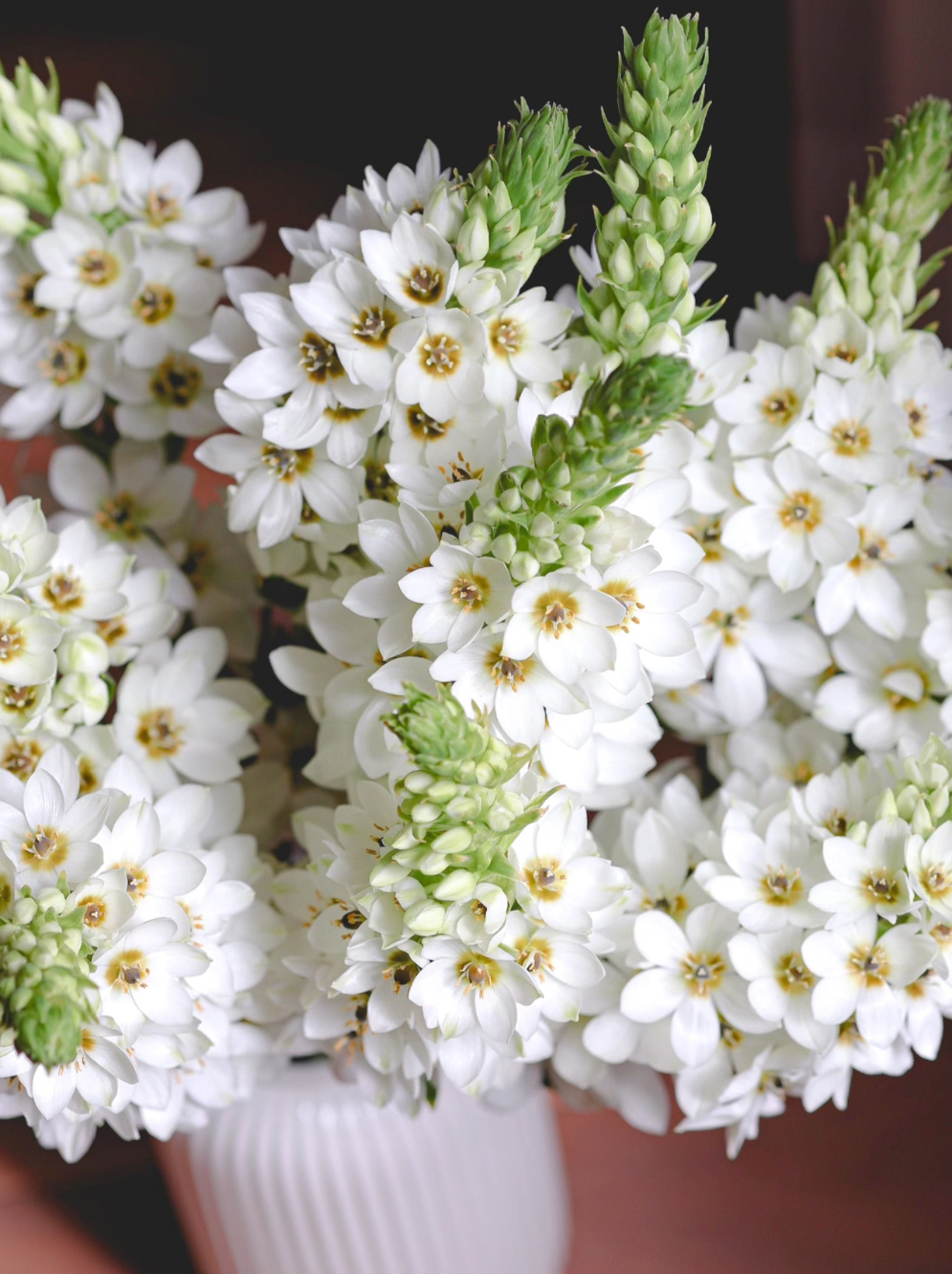 【圣心百合】鲜花收到先醒花~云南鲜花批发基地直发