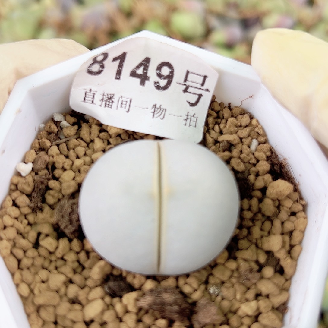 8149 好养易活生石花大母本