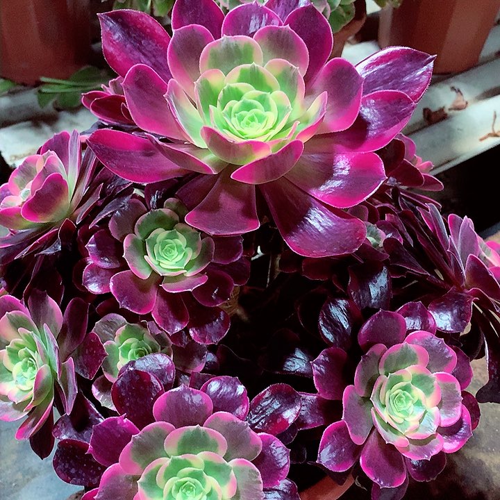 凤冠捧花，多肉植物