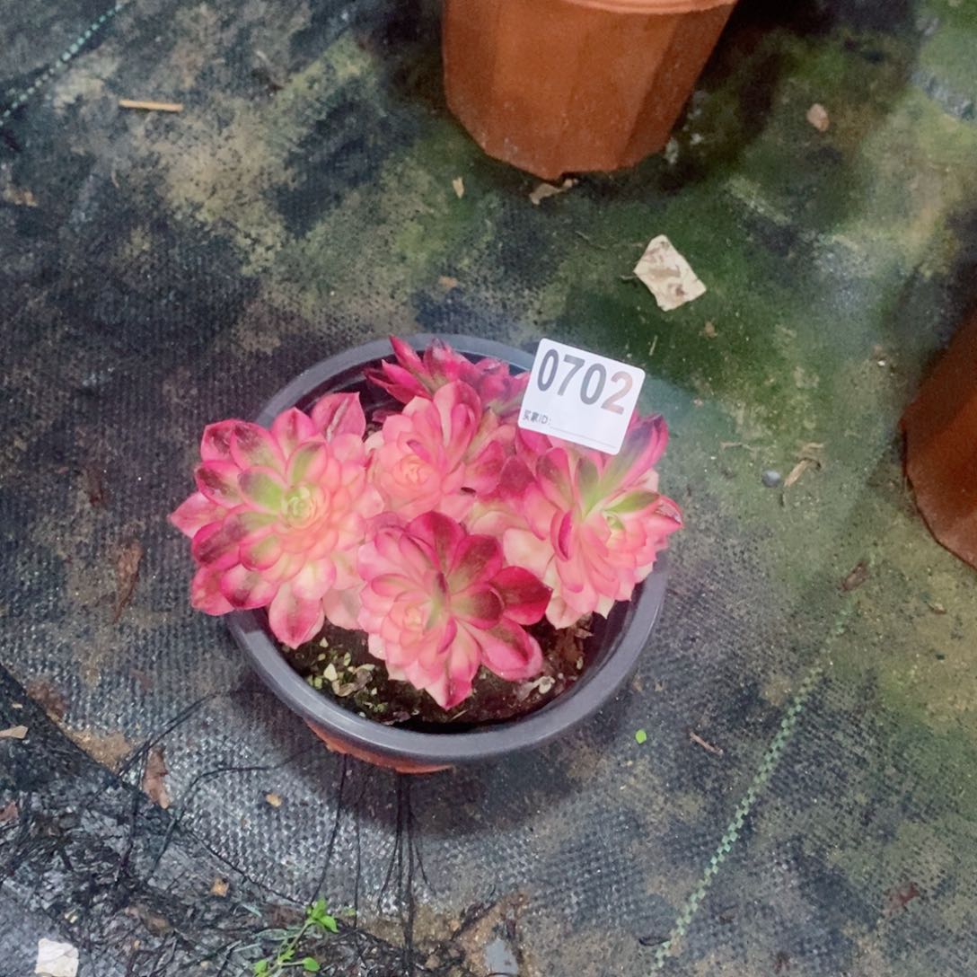 八***雨荔枝702多肉小小棵