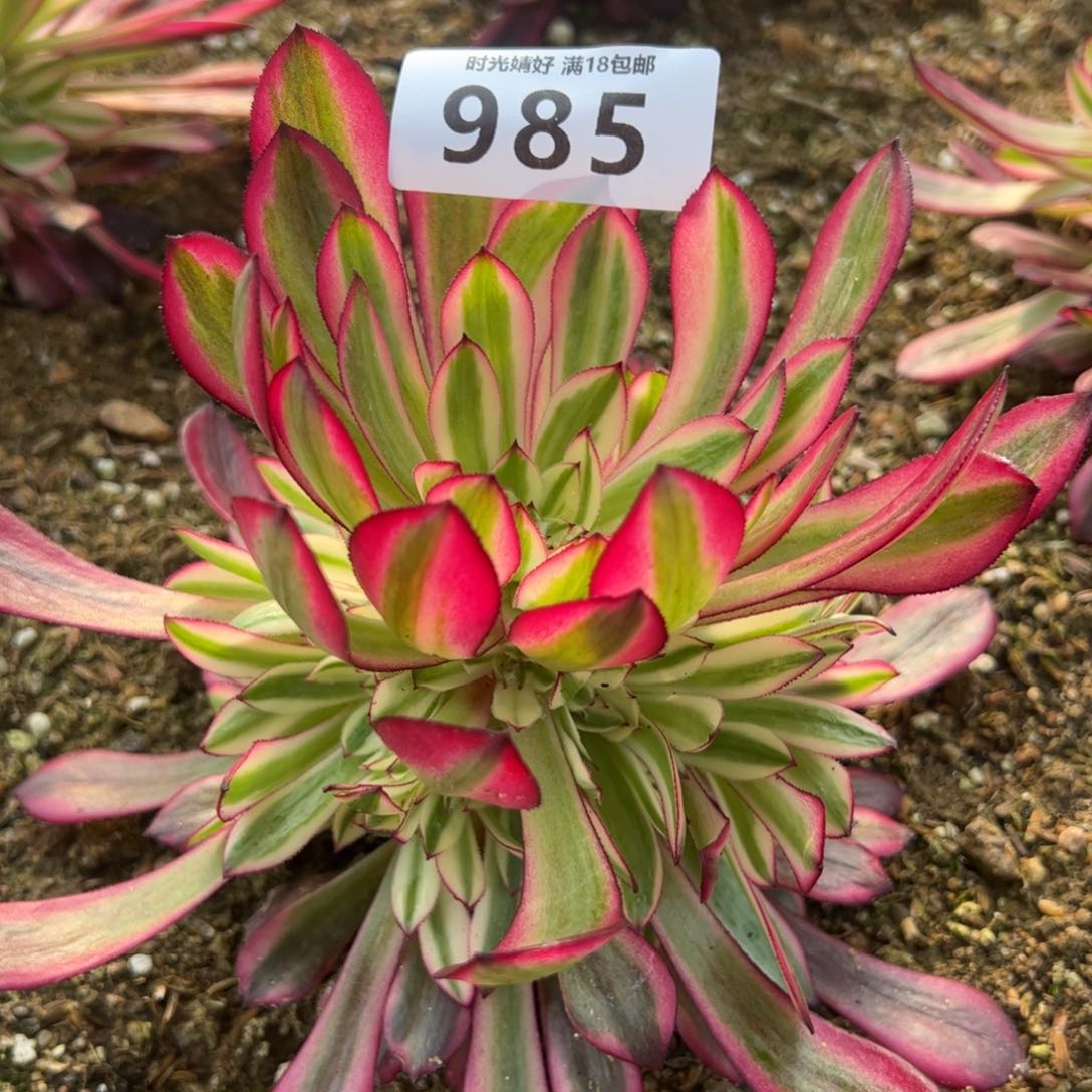 985黑铜白多肉植物