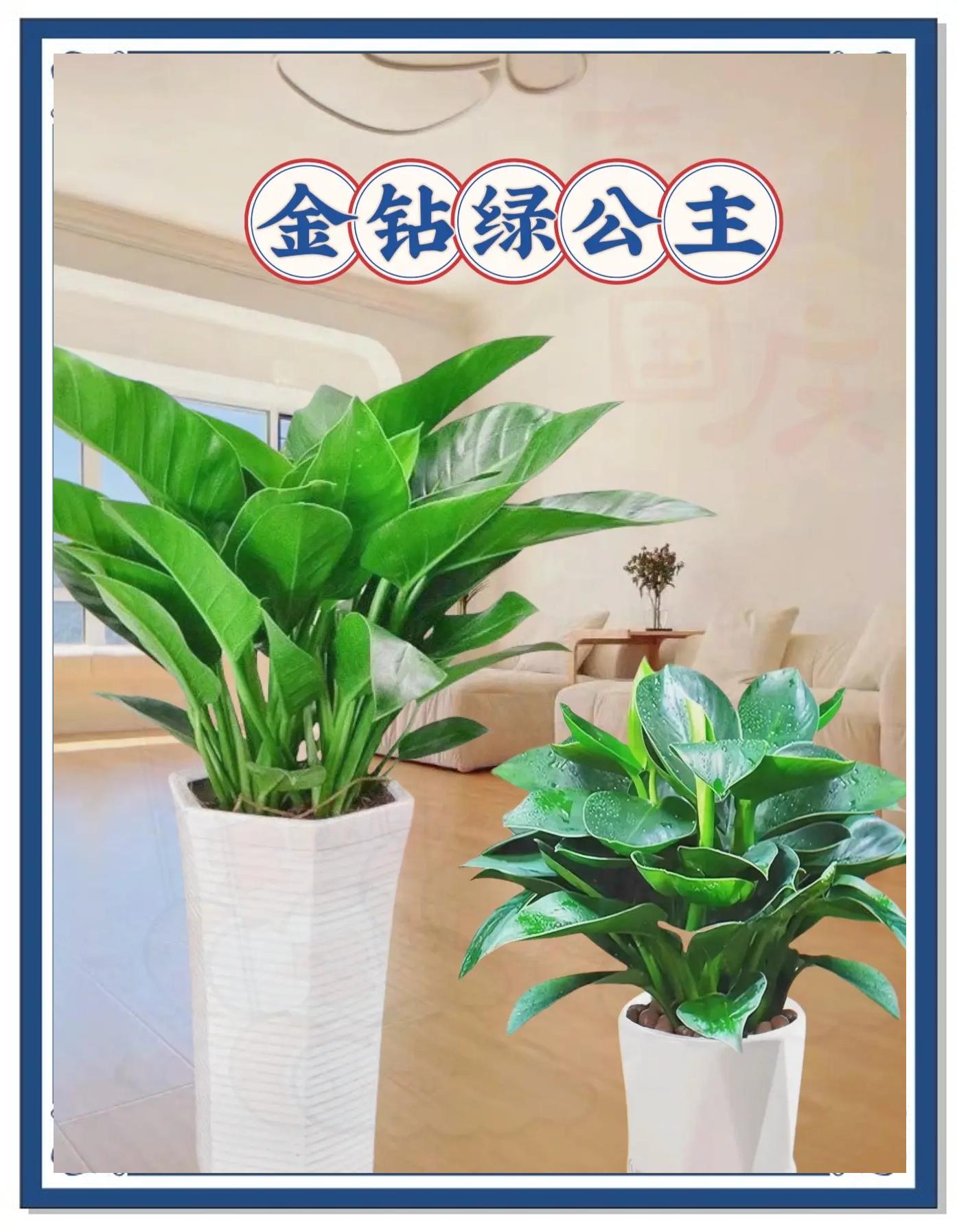 金钻绿公主水培土培绿植金钻绿植