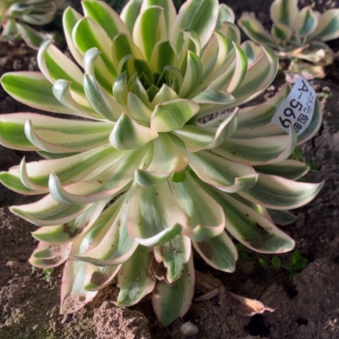 569青莲满25包邮多肉