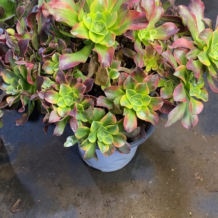 特斯拉多肉断头不包1743