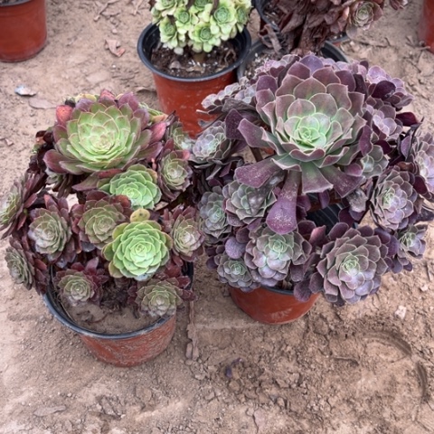 201多肉植物组合，