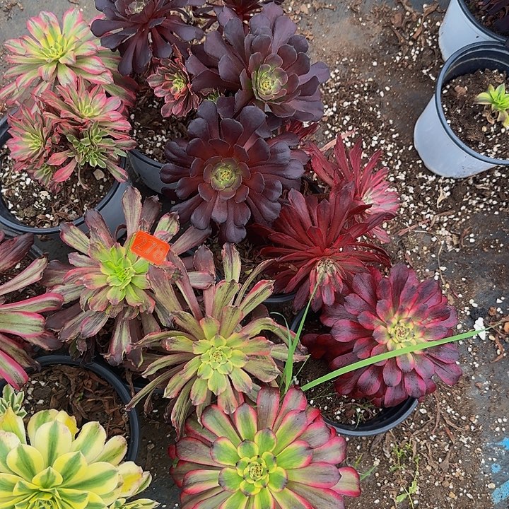 278多肉法师锦1111