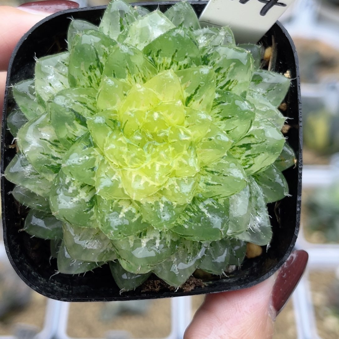 114翠云锦福利专场