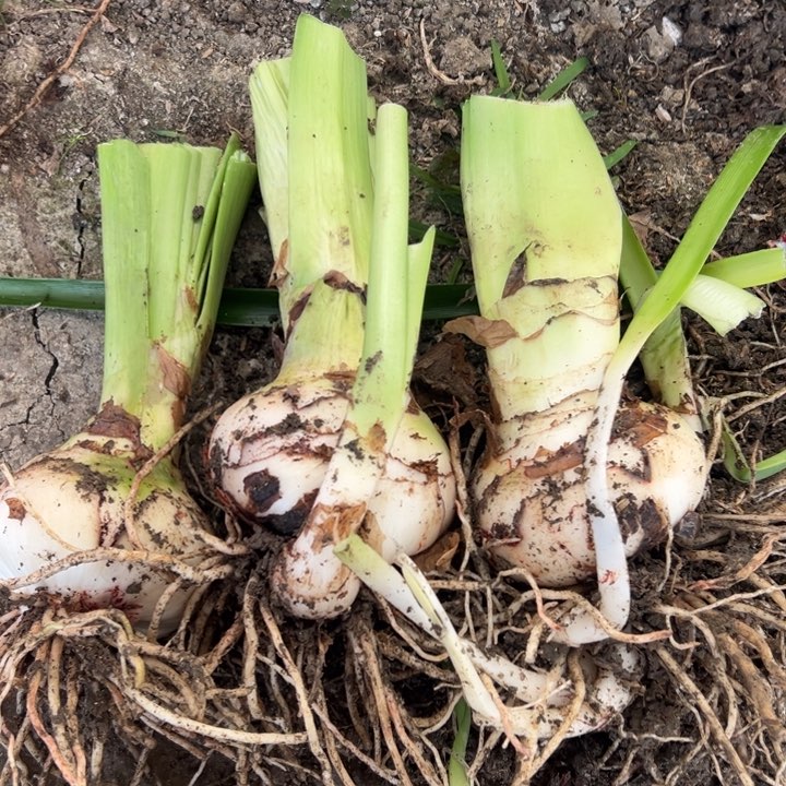 无花朵汽**桃明亮尼夫3棵030  031  032