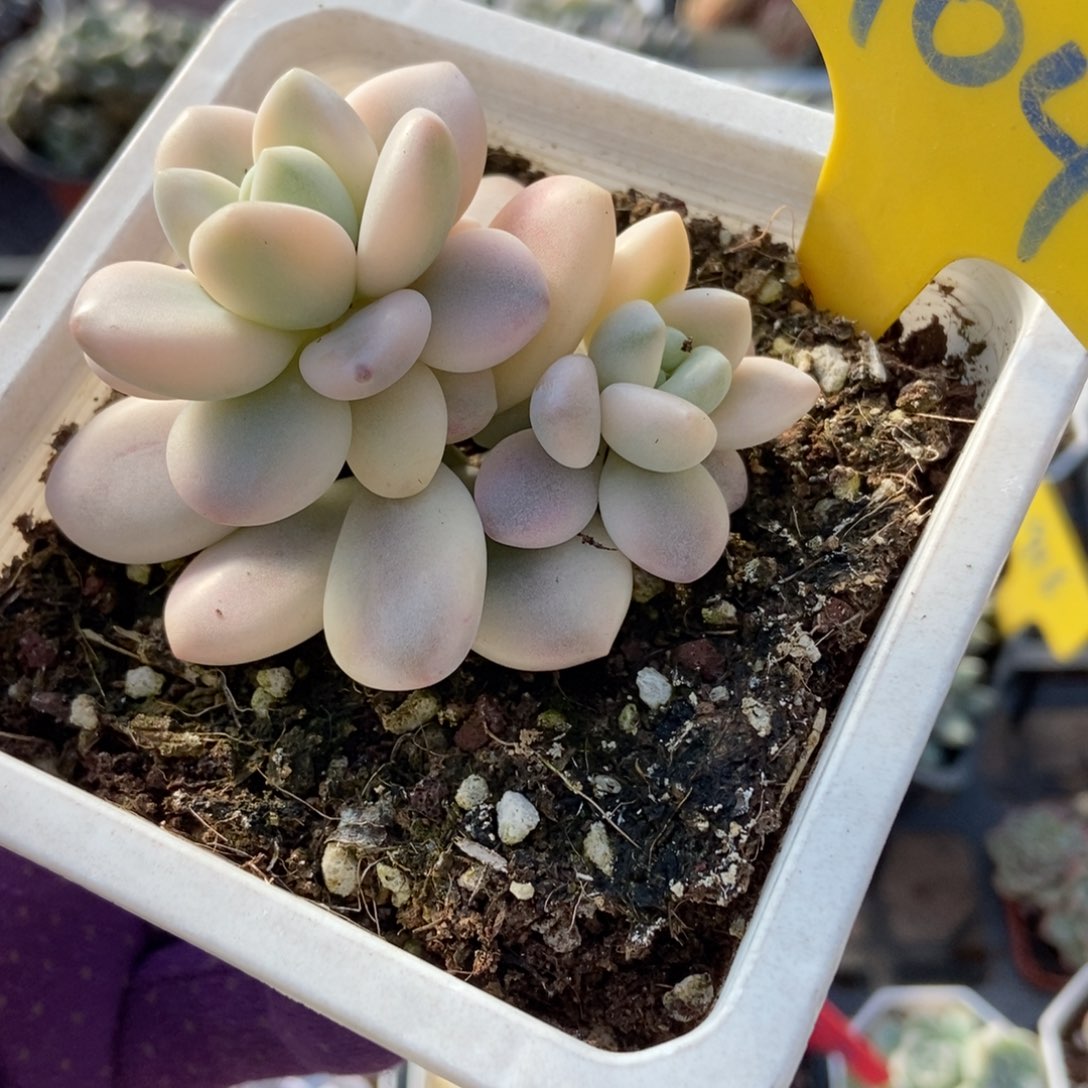 904洛神锦¥一点半