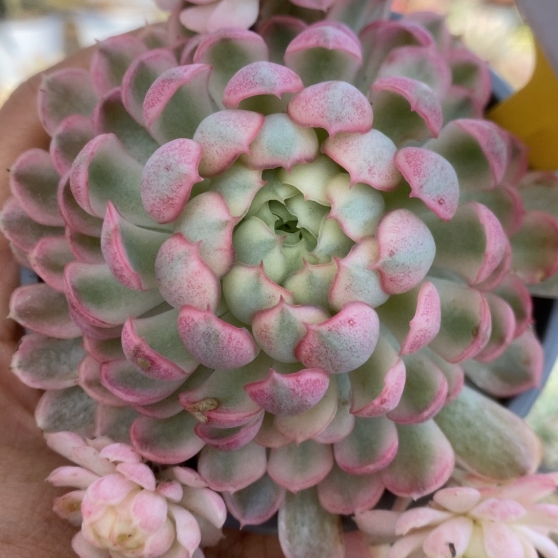 264梦幻仙子座锦锦锦锦锦