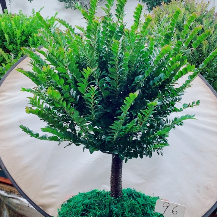 乐***会完全开放小叶紫檀96