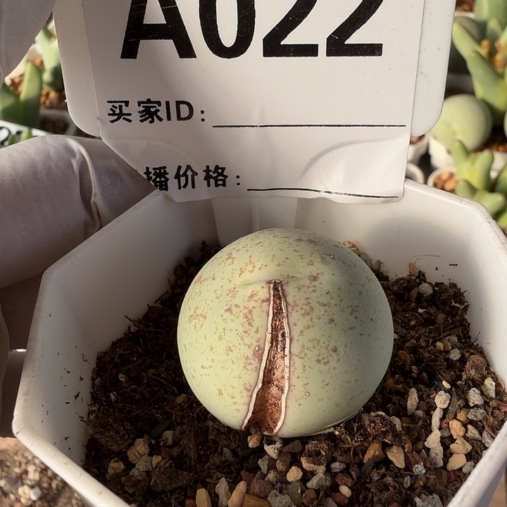 小***朵022。多肉植物的生长发育