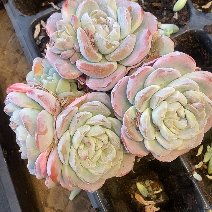 多肉植物肉肉肉肉