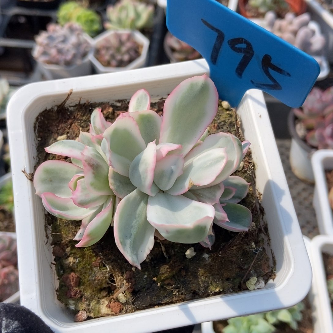 795伯克利锦多肉植物保护