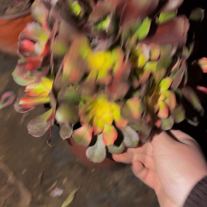 322香妃七彩多肉植物不售后