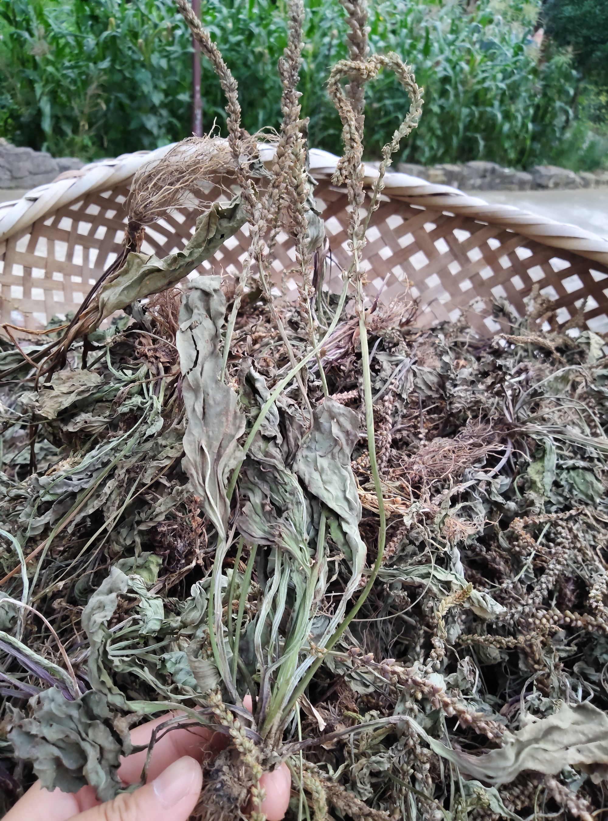 深山车前草整株新货干净精选泡水新鲜车前草干货