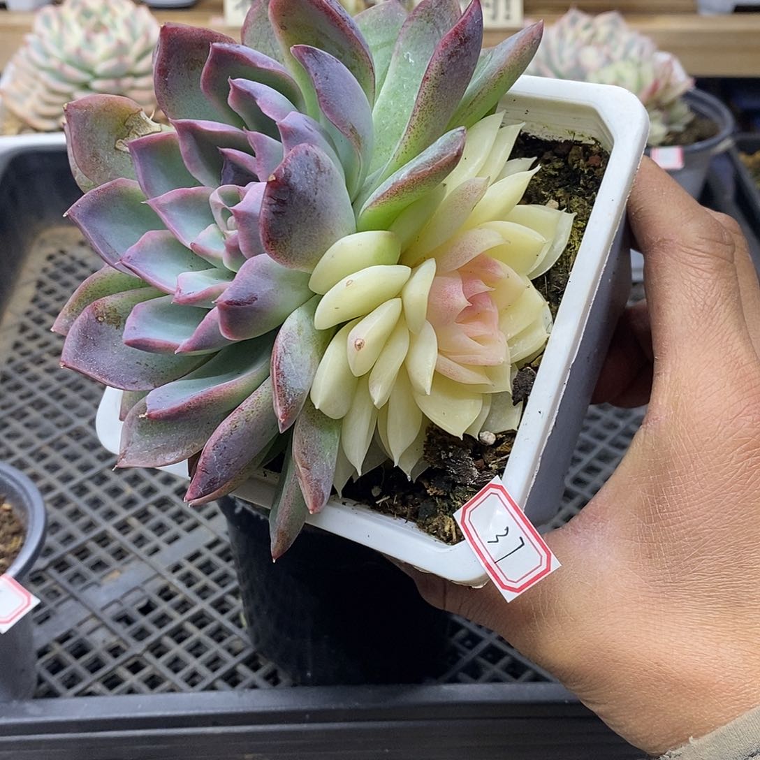 2237 紫水晶带全锦头 需延时发货