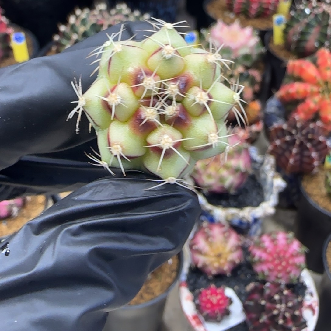 泰系名品侧芽烈焰红唇