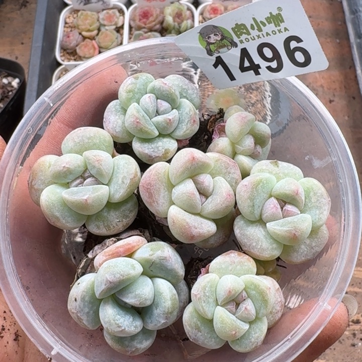 多肉植物多肉植物