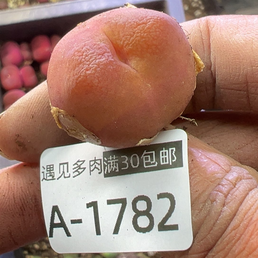 ?****多肉植物11111111111111