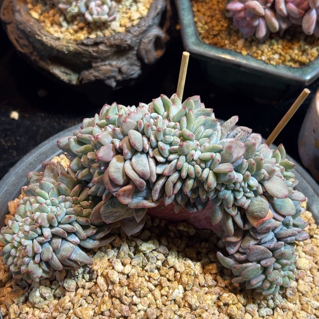 新年快乐 新年快乐