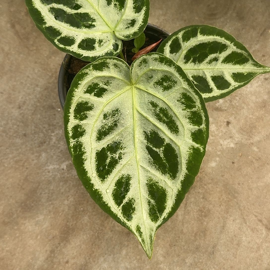 漫***鱼完全开放K12银刷子