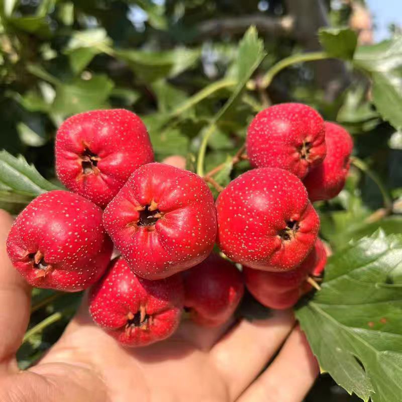 【孙蕊专属】新鲜山楂酸甜可口适合做糖葫芦的开味水果