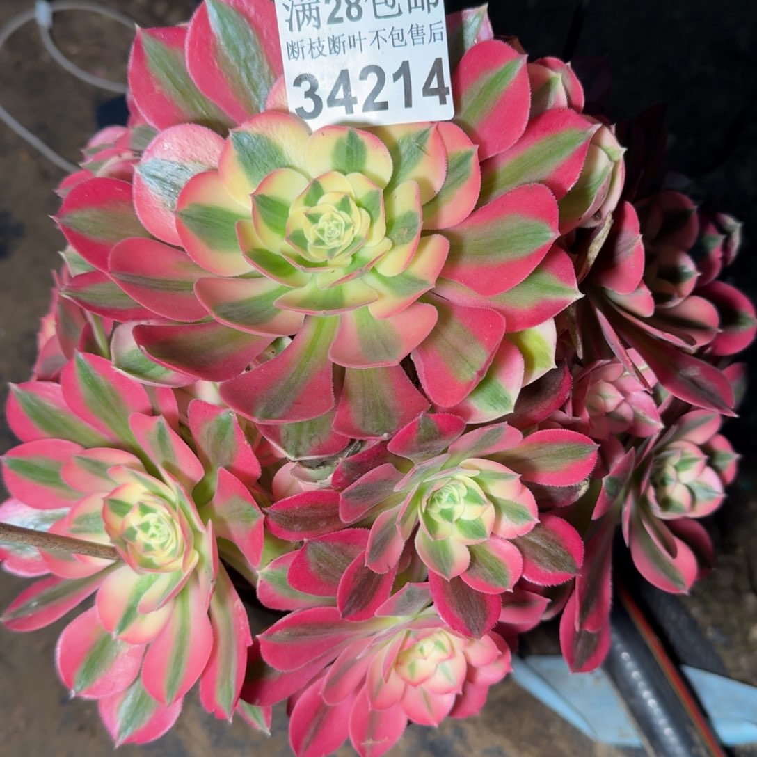 34214女巫多肉植物