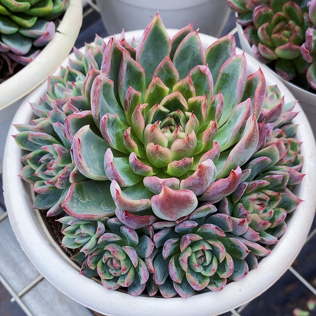蓝龙手捧花造型精品特价