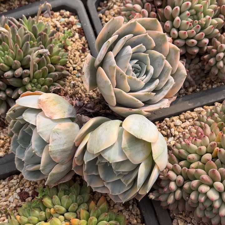 鲁氏锦3颗888800008888888