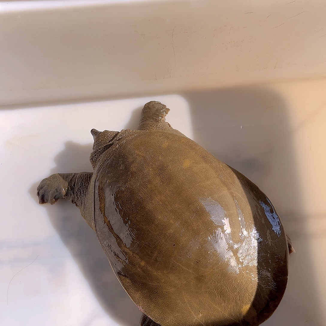 中国大陆野生甲鱼包邮包活