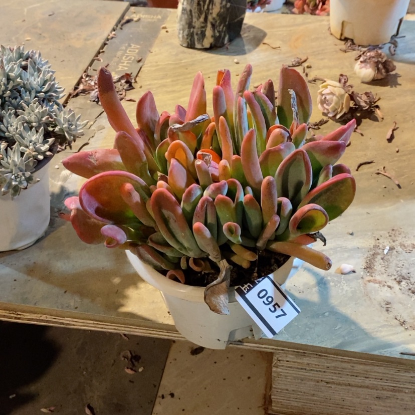 【闪购商品】多肉火狐狸0957