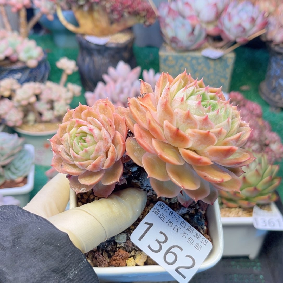 大1362，sh x b c b b n