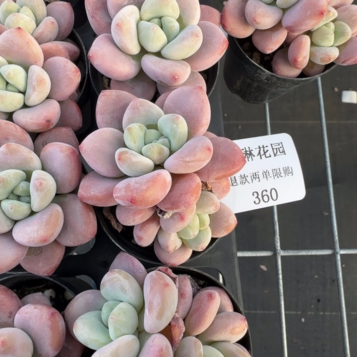 闪购精品多肉360号
