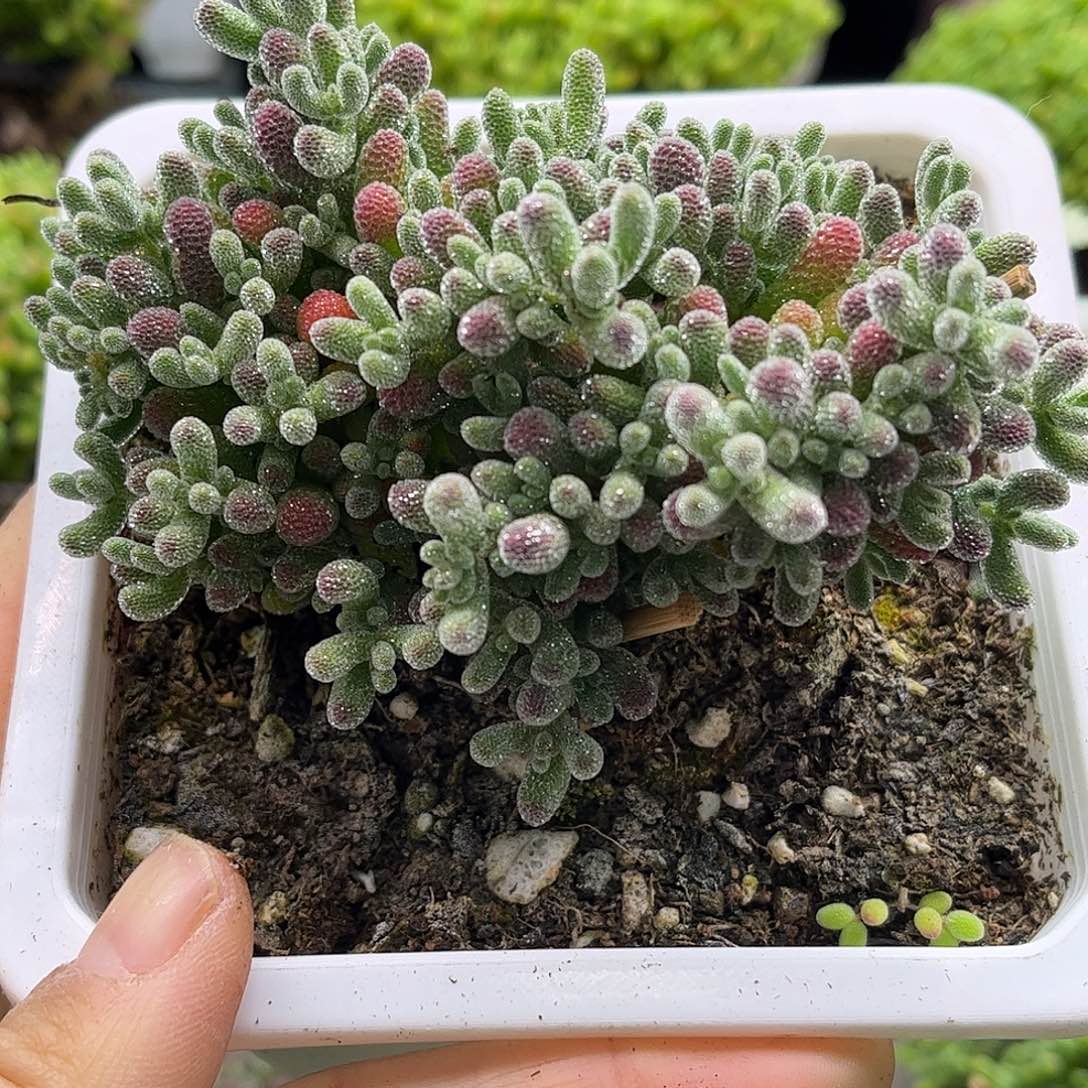 19五彩冰晶优选枝干番杏