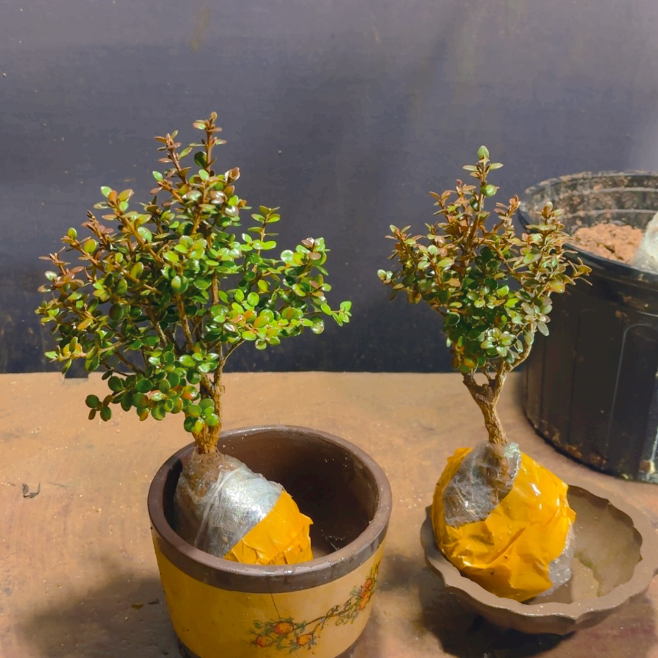 【闪购商品】完全开放