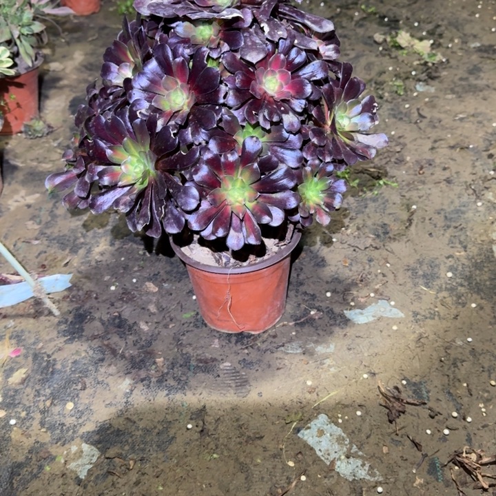 一单包邮不包侧枝135