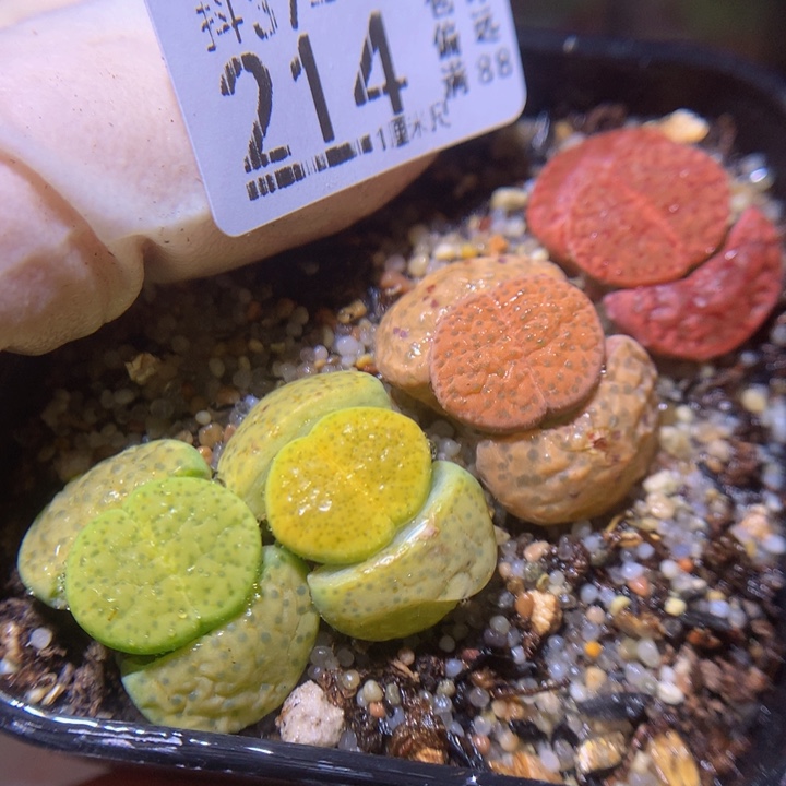 精品生石花37.214