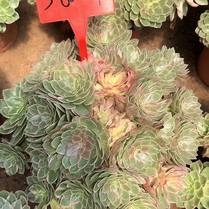 3-8004万花筒多肉法师