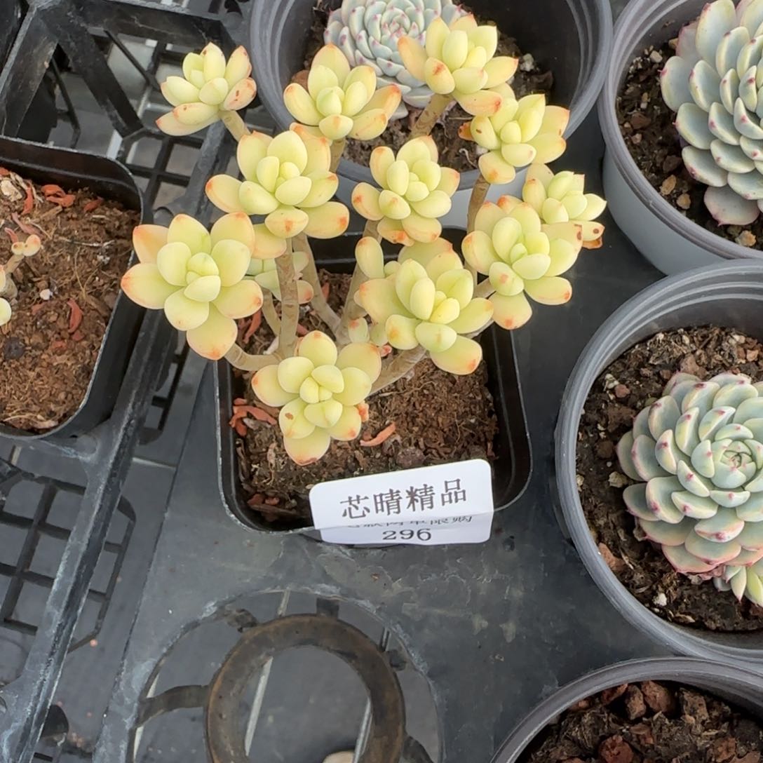 闪购精品多肉296号