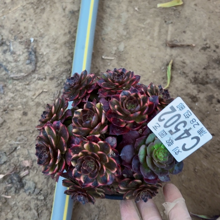 十****！4502多肉植物法师法师