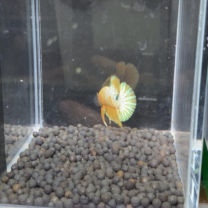 斗鱼泰国斗鱼250号