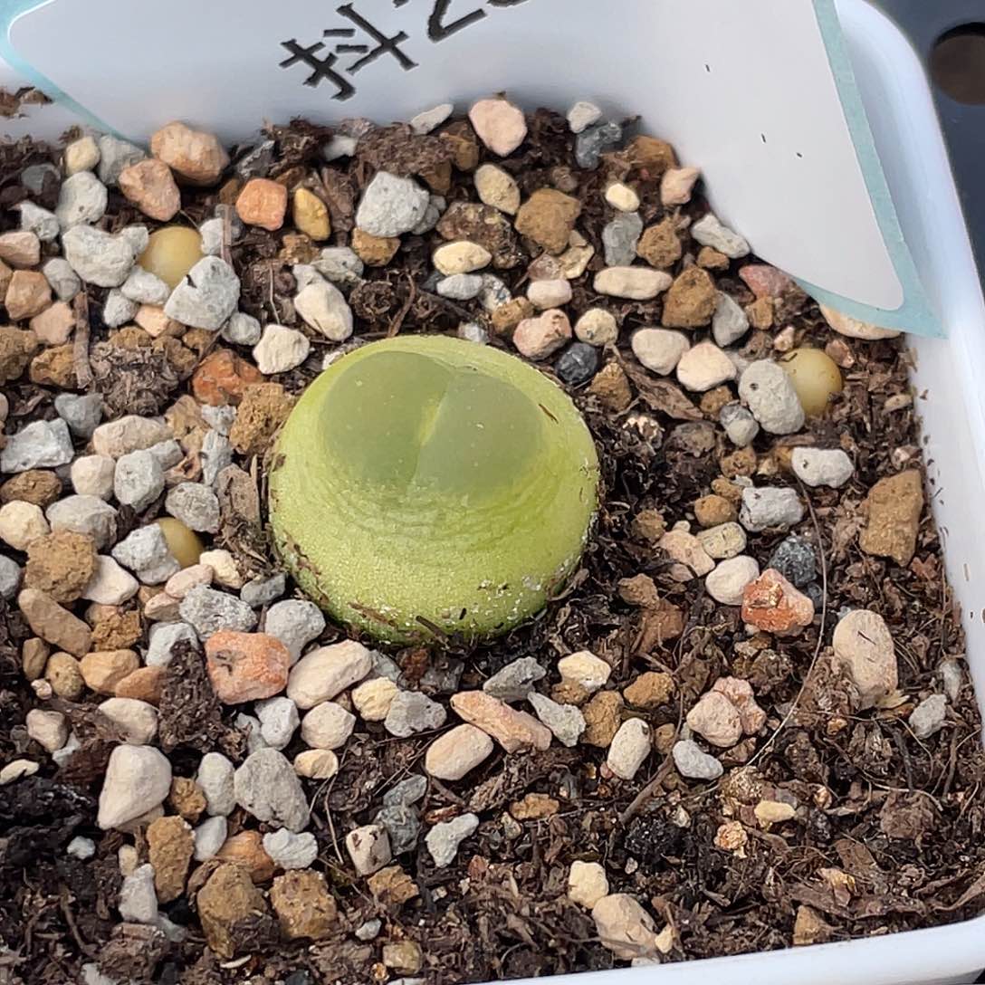 29-8拉登多肉植物