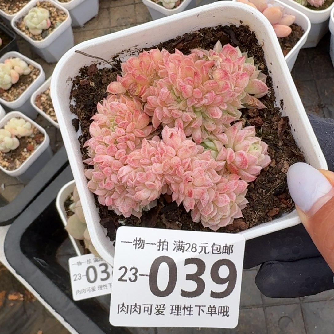 羊脂球缀化无盆土发货
