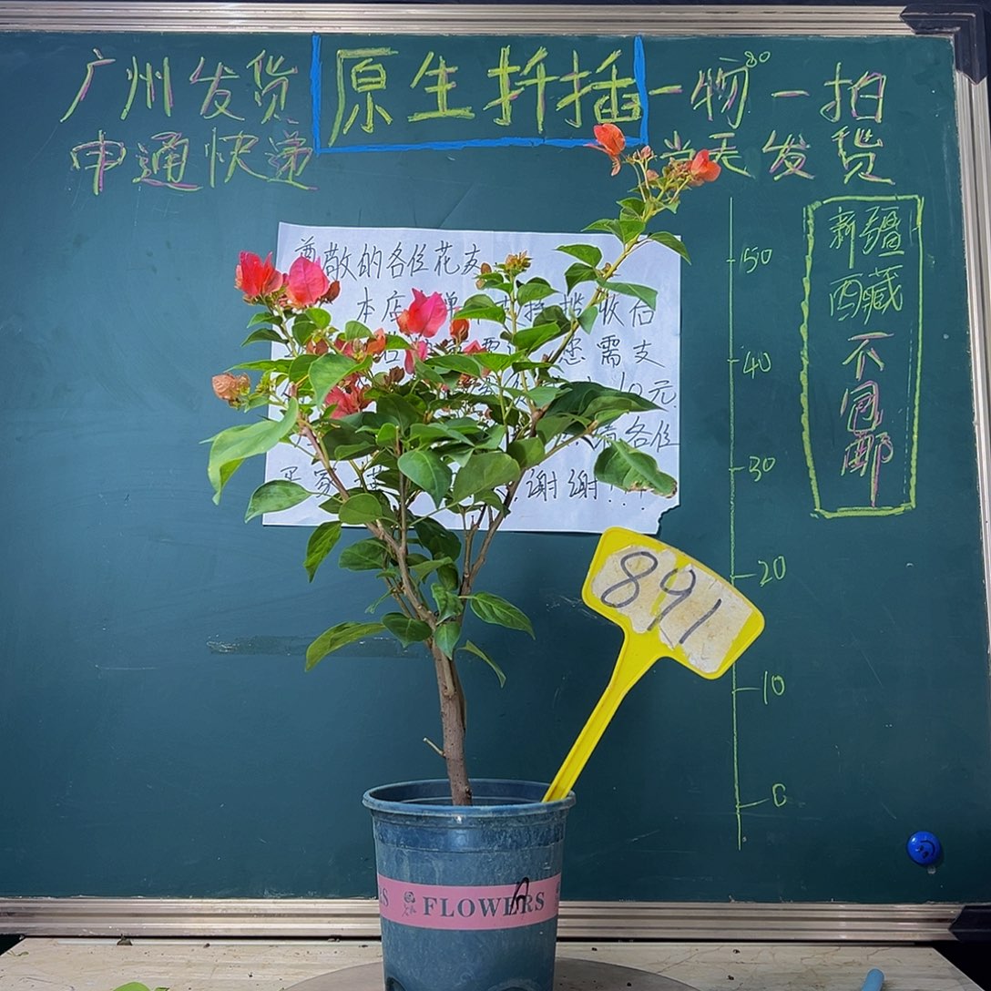 当前无花栽培后可以开花  暗斑夕阳红  891